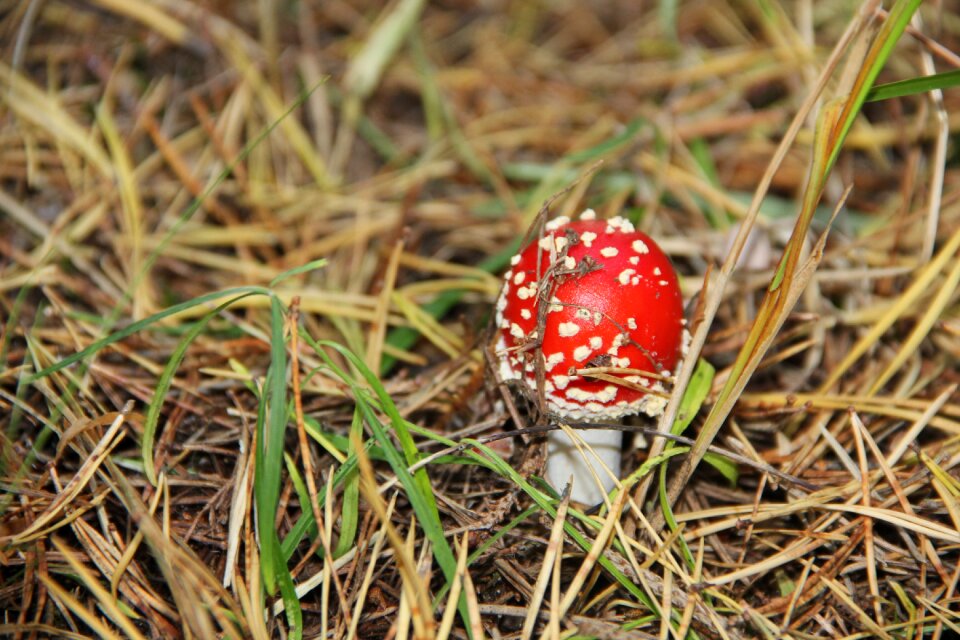 Autumn nature mushroom