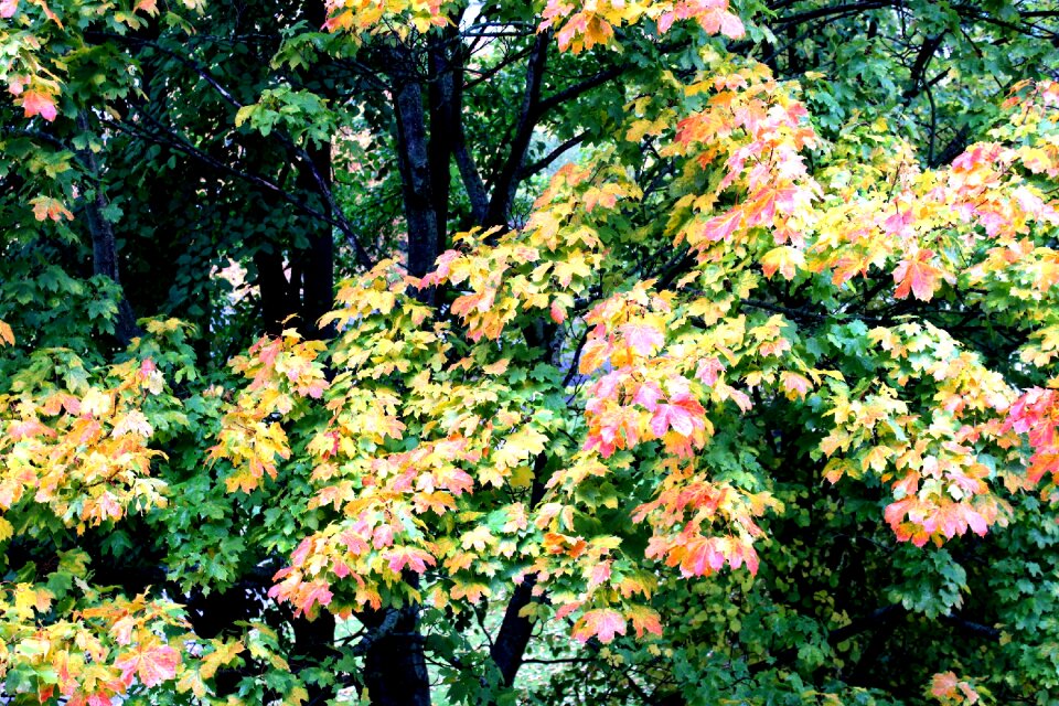 Leaves fall color golden autumn