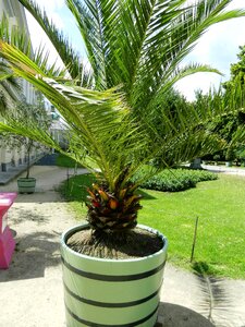 Exotica park vegetation