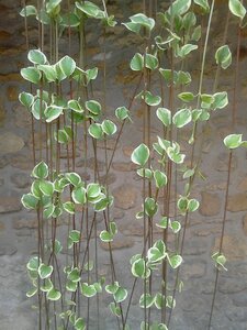 Plant balcony nature
