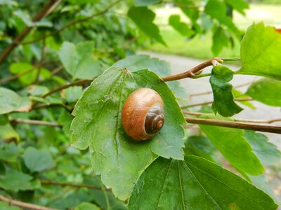 Animal nature rain photo