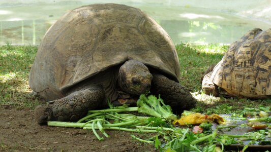Healthy eating food animal
