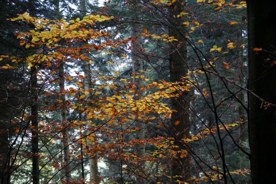 Tree yellow gold