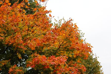 Landscape autumn mood trees photo