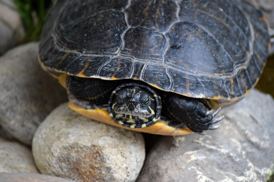 Animal reptile italy