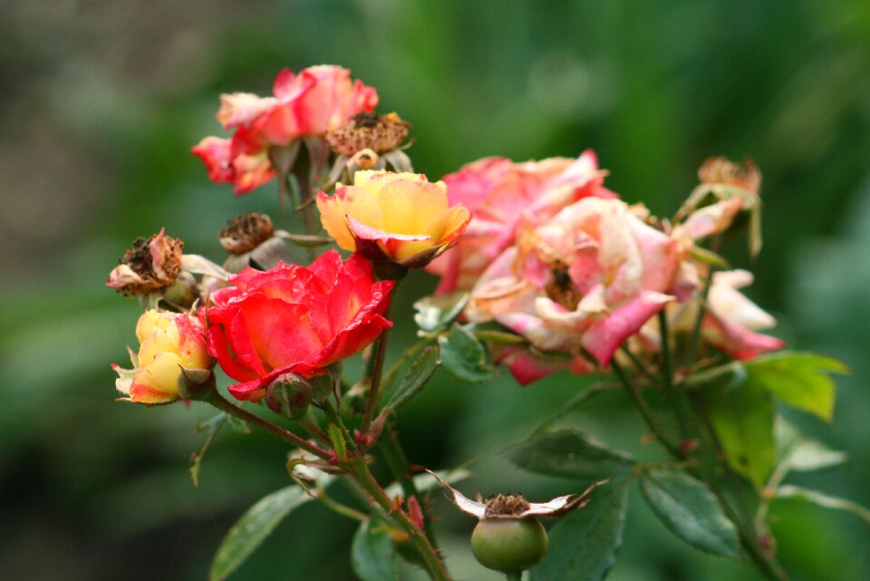 Flower flowers garden