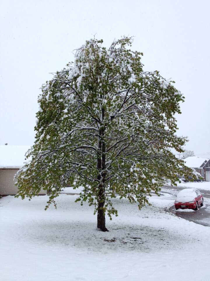 Winter tree
