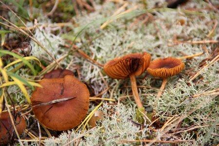 Autumn nature mushroom