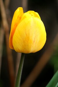 Plant yellow tulip