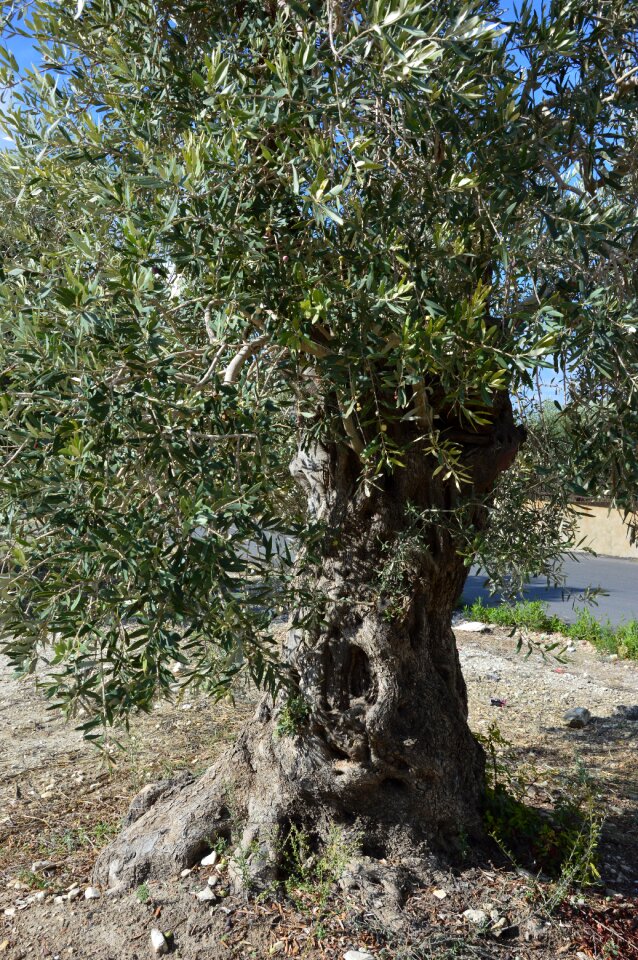 Olive tree old mediterranean