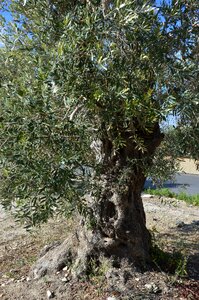 Olive tree old mediterranean
