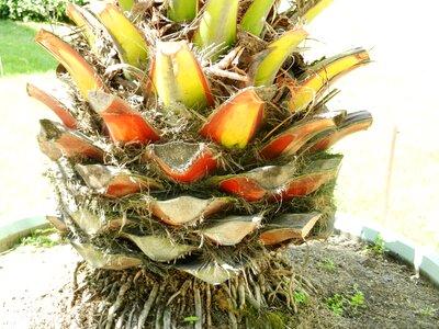Nature exotica detail of
