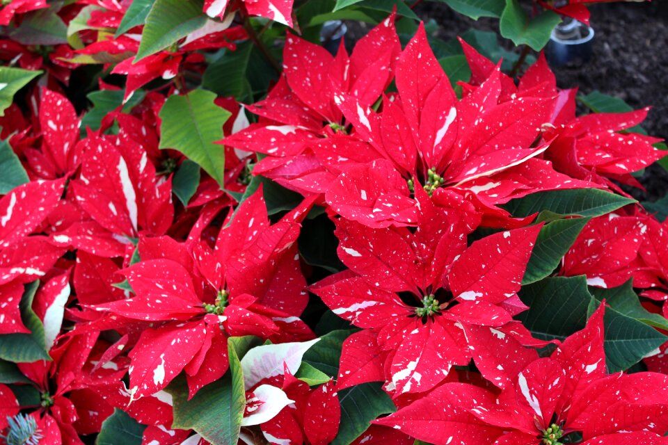 Plant blossoms colorful