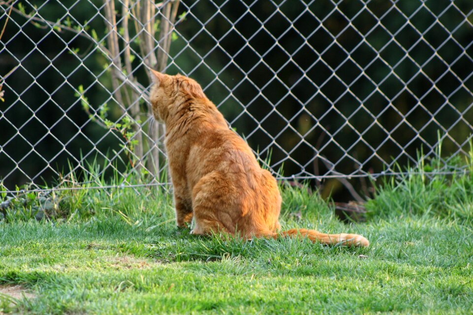 Domestic cat pet garden fence