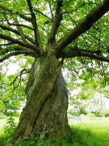 Green tree an unusual tree writ large photo