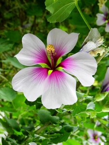 Posts stamens the buds