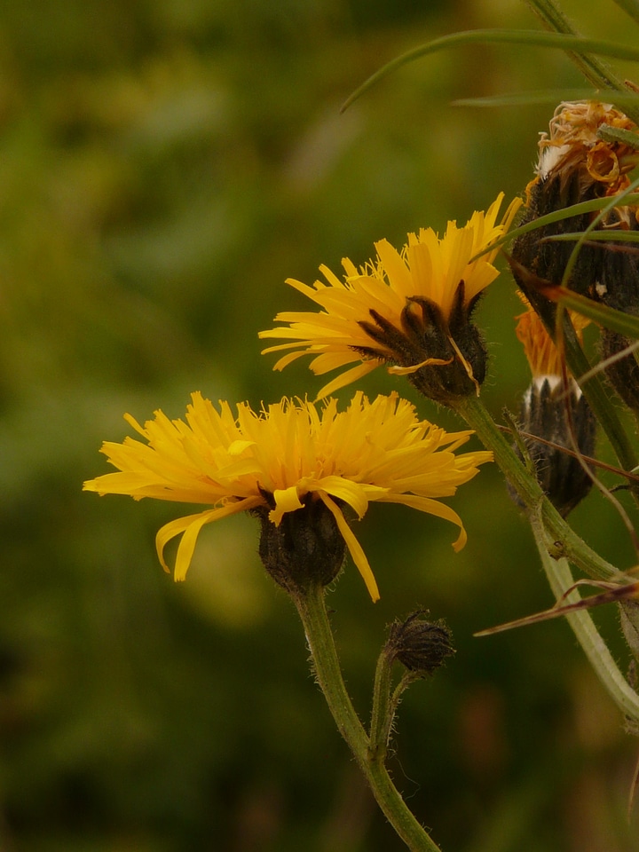 Crepis alpine flower blossom