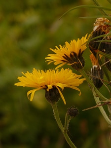 Crepis alpine flower blossom
