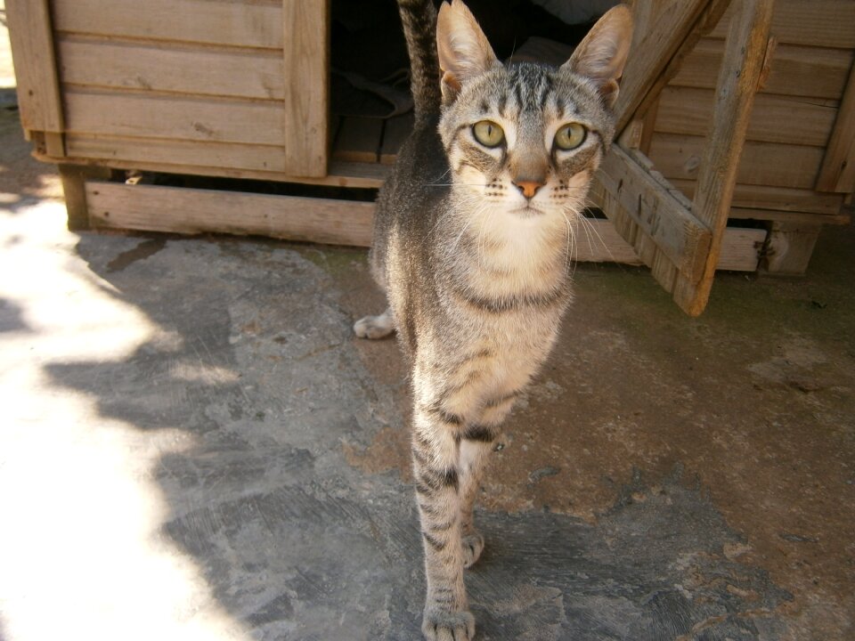 Cats shelter animals