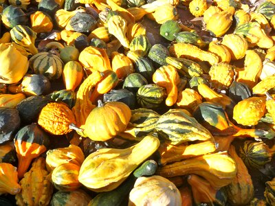 Autumn food harvest