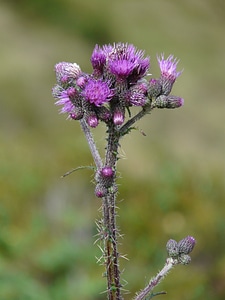 Carduus personata thistle alpine flower