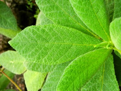 Model leaf blade innervation leaf