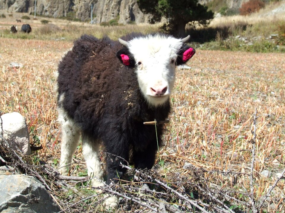 Yak himalayan nepal