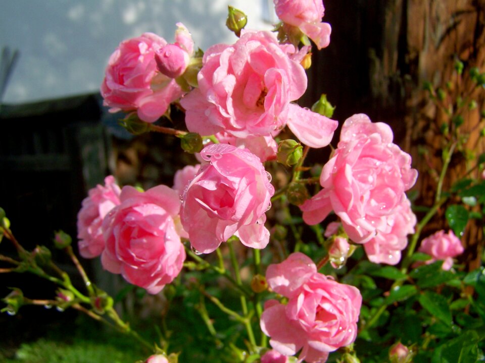 Rose pink rose raindrops