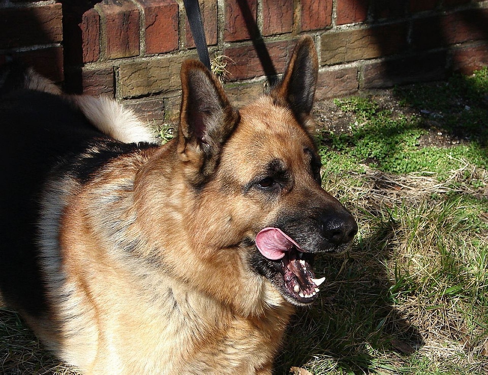 Animal canine pet