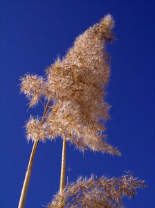 Flowers sky close up photo