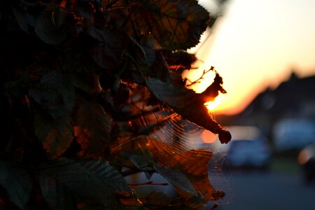 Nature autumn sunlight