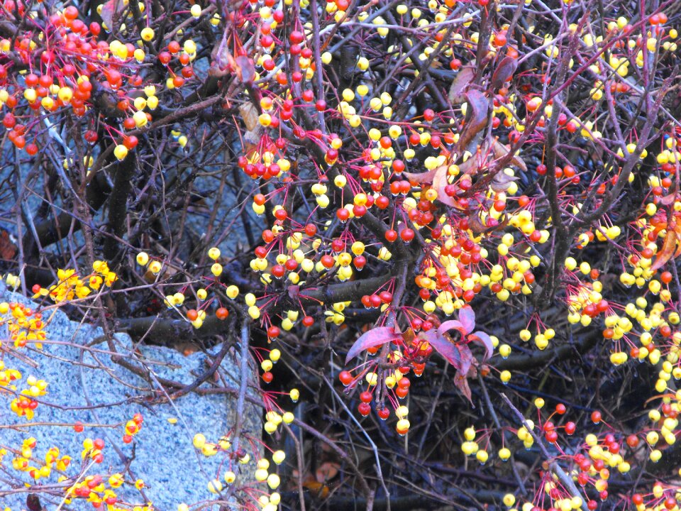 Berries branch orange