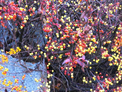 Berries branch orange