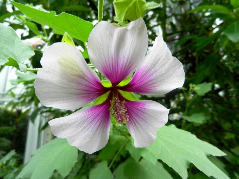Posts stamens the buds