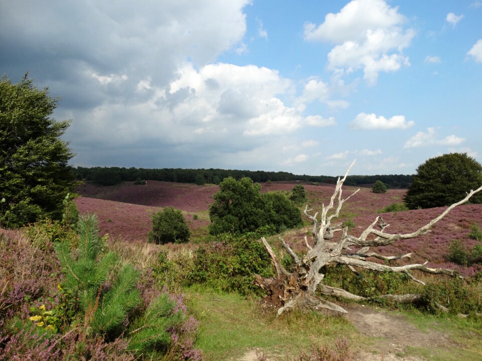 Tree heide netherlands