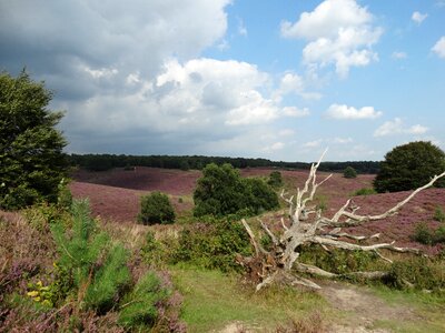 Tree heide netherlands