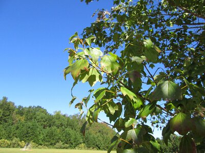 Nature grass sky photo