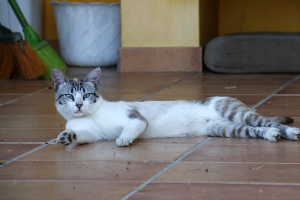 Kitten feline animal