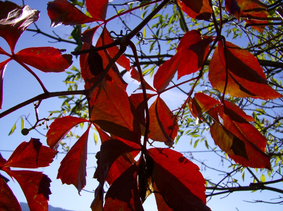 Macro fall color leaf