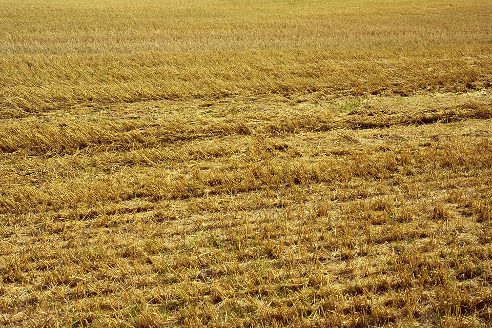 Harvest background agriculture