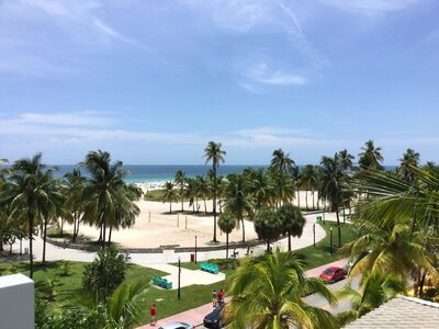 Palm trees resort sea photo