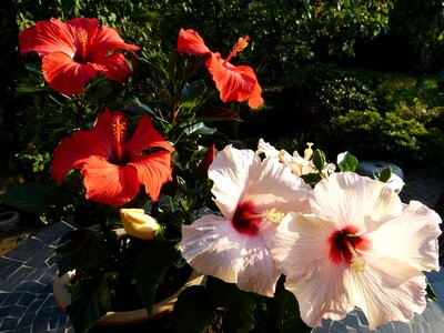 Hibiscus garden house photo