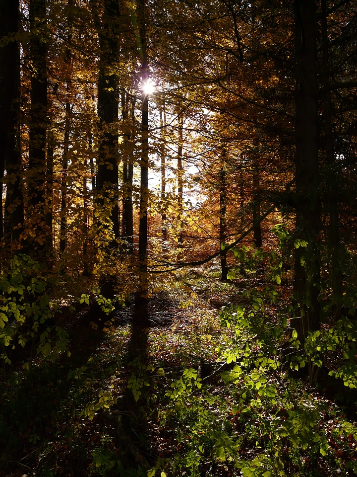 October leaves golden