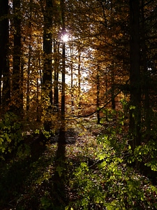 October leaves golden