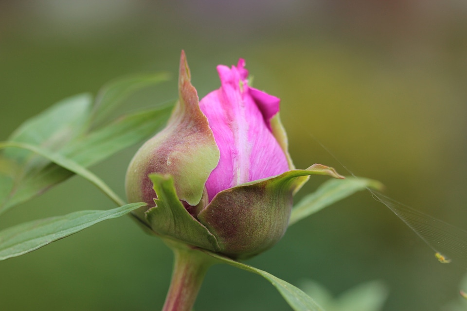 Peony bud pink growing