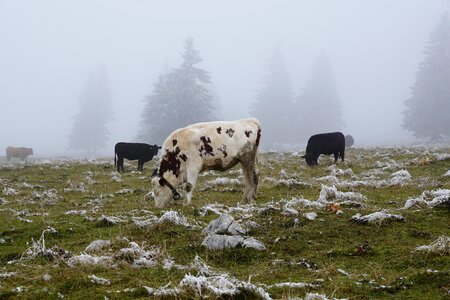 Creux du van animals cattle