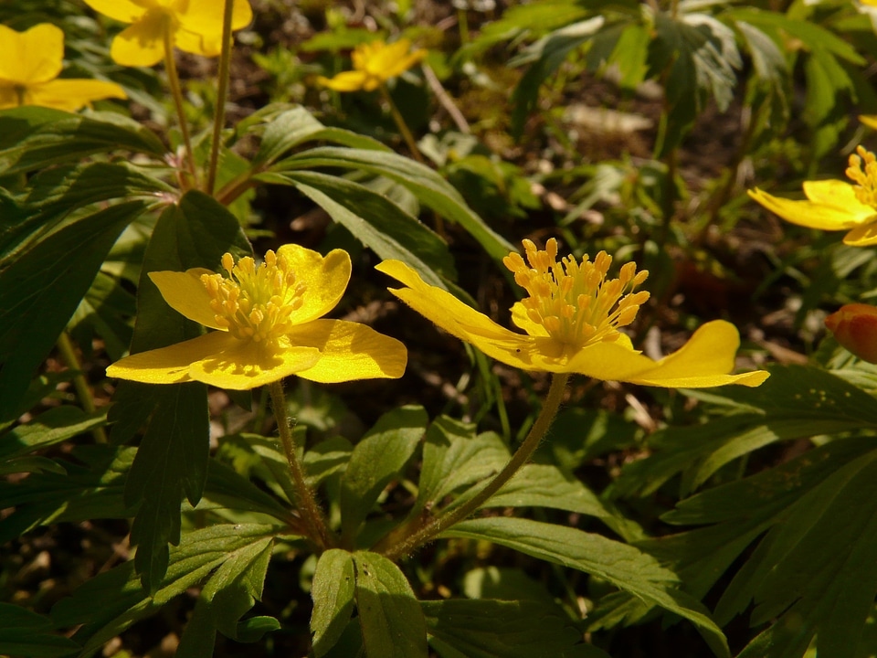 Flower yellow wood anemone hahnenfußgewächs