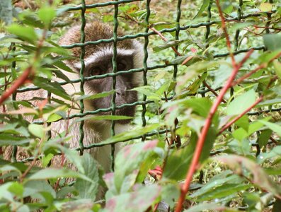 Law animals zoo photo