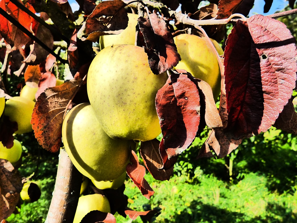 Autumn harvest season
