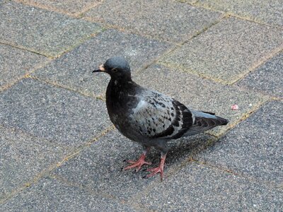 Dove bird flow